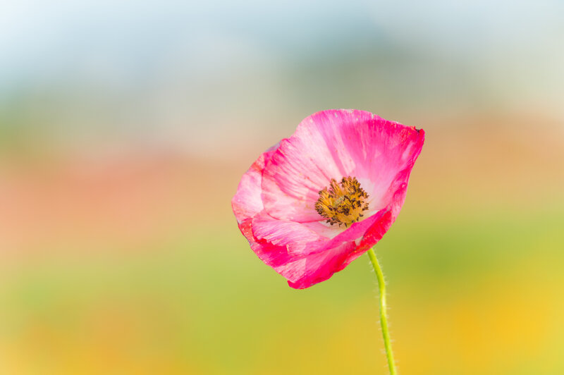 Pink Poppy Flower — Serene, Afternoon, Photograph, Stem