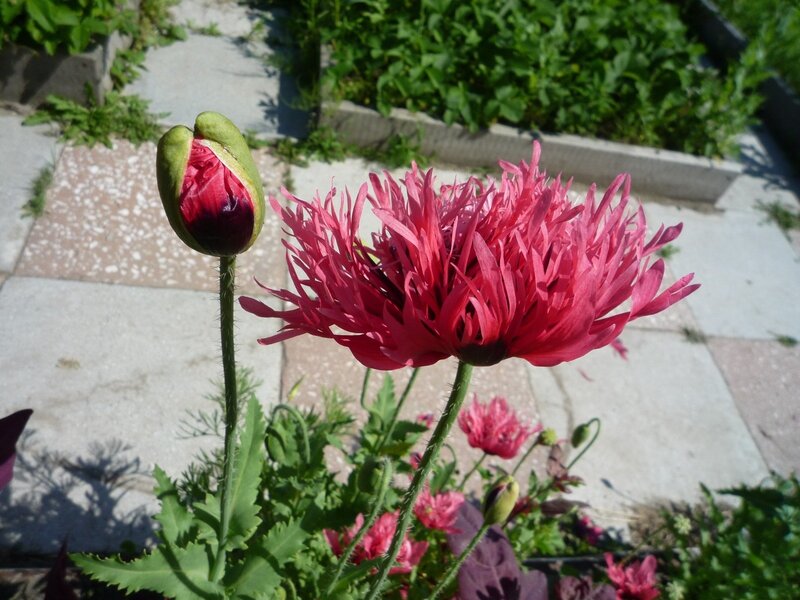 Pink Poppy Flower — Serene, Afternoon, Photograph