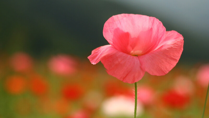 Pink Poppy Flower — Serene, Afternoon