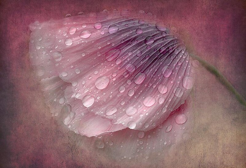 Pink Poppy Flower — Serene, Digital Art