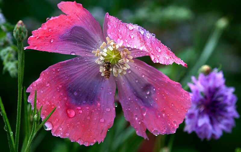 Pink Poppy Flower — Serene, Morning, Photograph