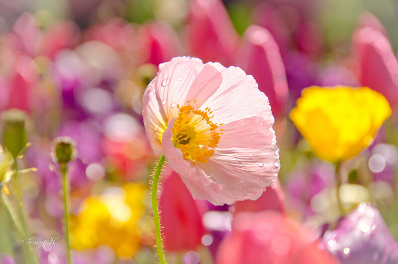 Pink Poppy Flower — Serene, Morning