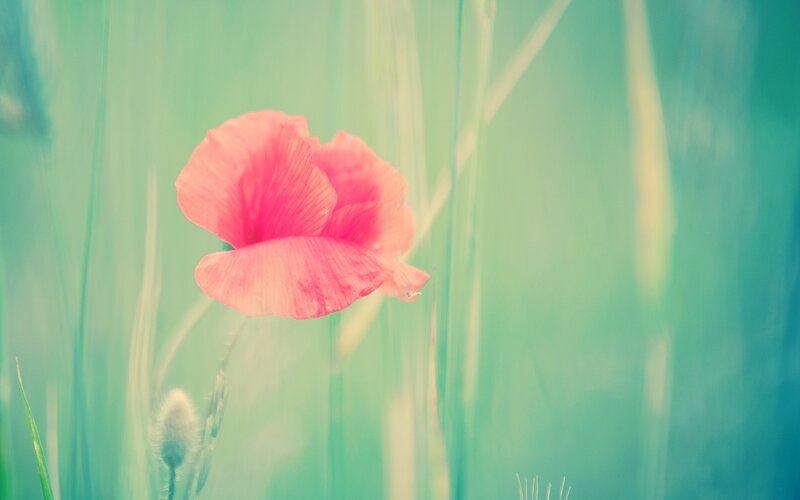 Pink Poppy Flower — Serene, Photograph, Grass