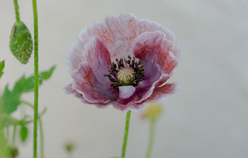 Pink Poppy Flower — Serene, Photograph, Green Bud