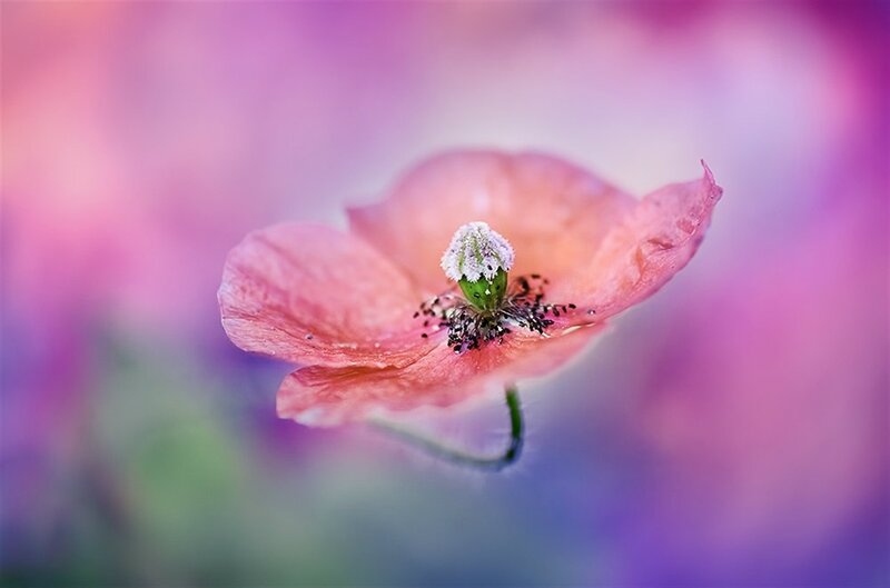 Pink Poppy Flower — Serene, Photograph, Petal