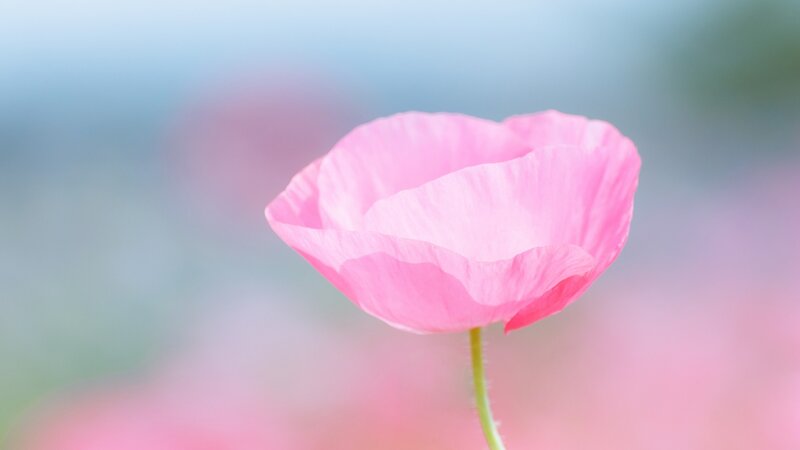Pink Poppy Flower — Serene, Photograph, Stem