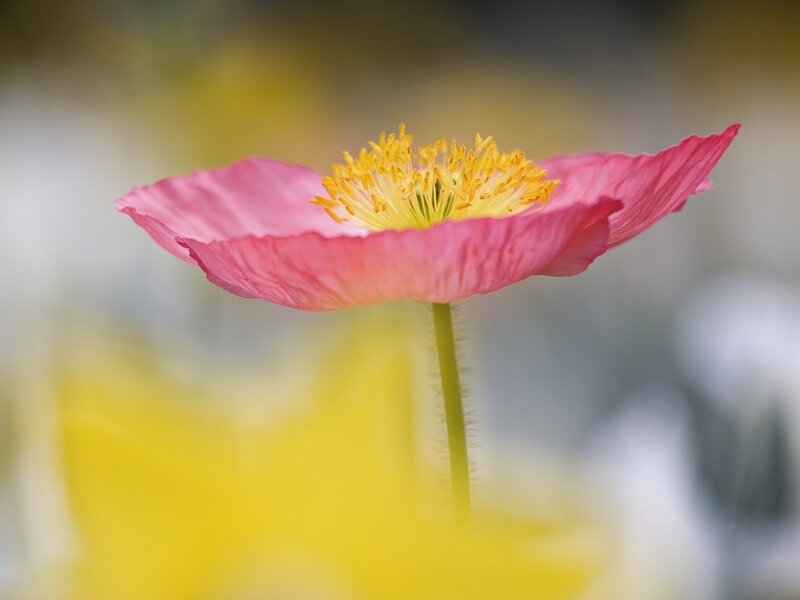 Pink Poppy Flower — Serene, Photograph, Yellow Center