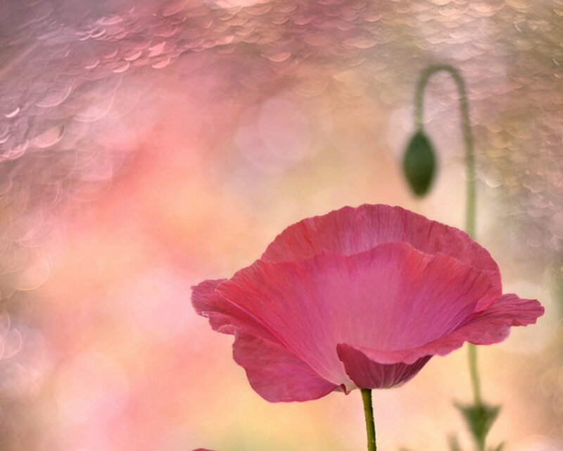 Pink Poppy Flower — Serene, Spring, Photograph, Bud