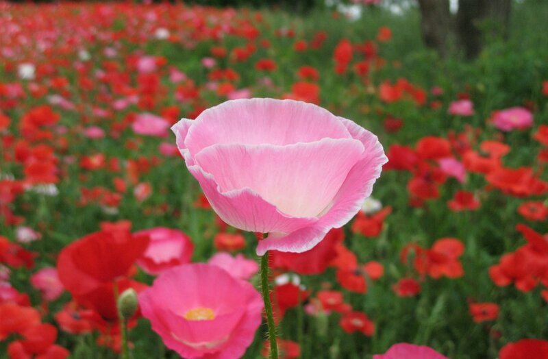 Pink Poppy Flower — Serene, Spring, Photograph, Field