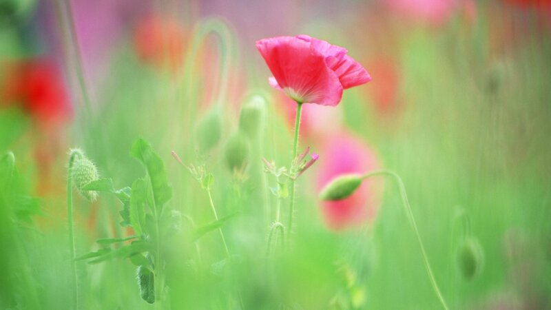 Pink Poppy Flower — Serene, Spring, Photograph, Green Leaves