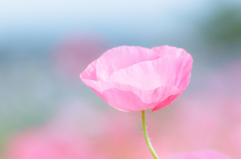 Pink Poppy Flower — Serene, Spring, Photograph, Stem