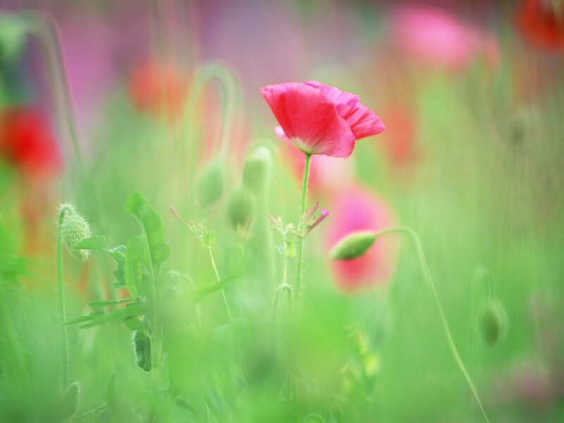 Pink Poppy Flower — Serene, Spring, Photograph