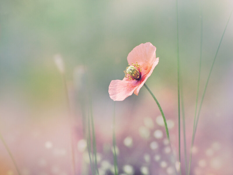 Pink Poppy Flower — Serene, Spring