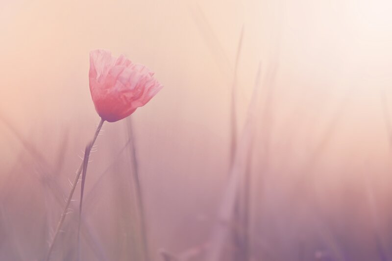 Pink Poppy Flower — Serene, Sunset
