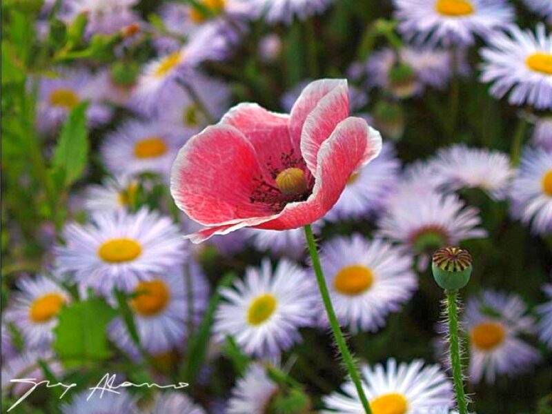 Pink Poppy Flower — Serene