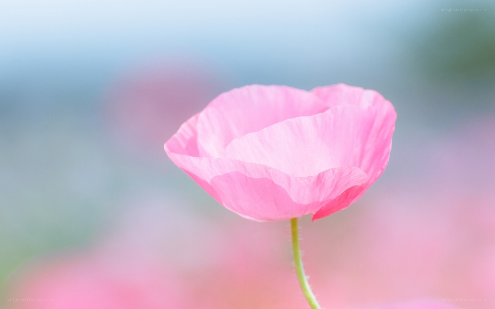 Pink poppy flower