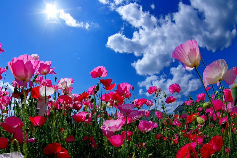 Pink Poppy Flowers — Blue