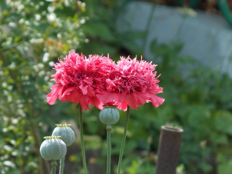 Pink Poppy Flowers — Calm, Afternoon, Photograph