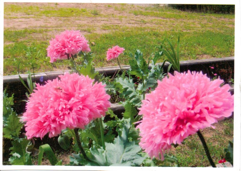 Pink Poppy Flowers — Calm, Afternoon
