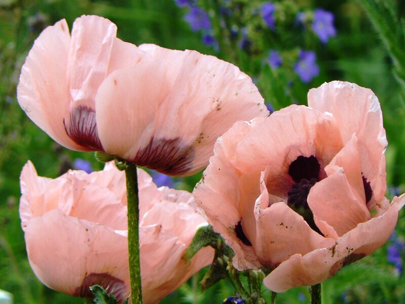 Pink Poppy Flowers — Calm