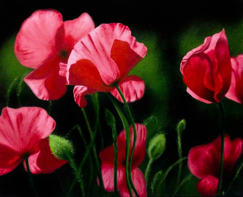 Pink Poppy Flowers — Dramatic