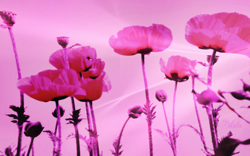 Pink Poppy Flowers — Dreamy