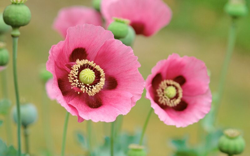 Pink poppy flowers in bloom