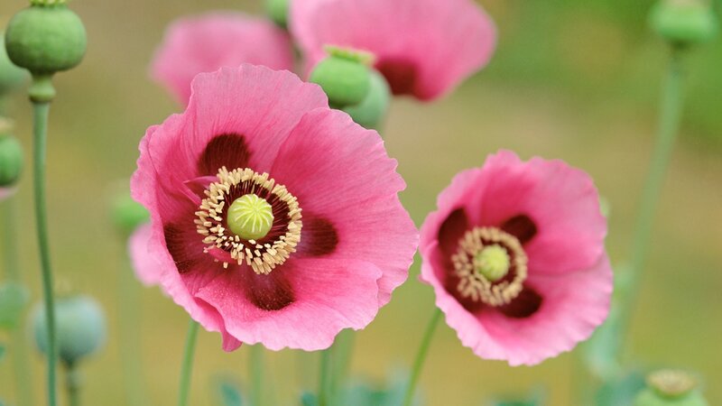 Pink poppy flowers in bloom