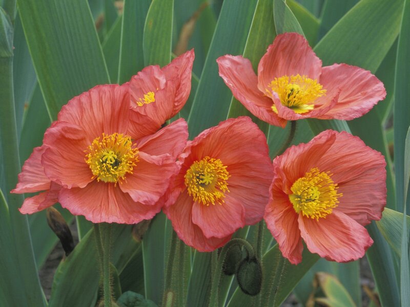 pink poppy flowers in bloom