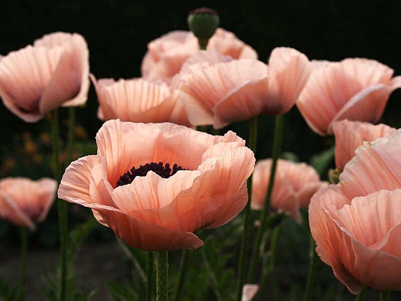 Pink poppy flowers in bloom