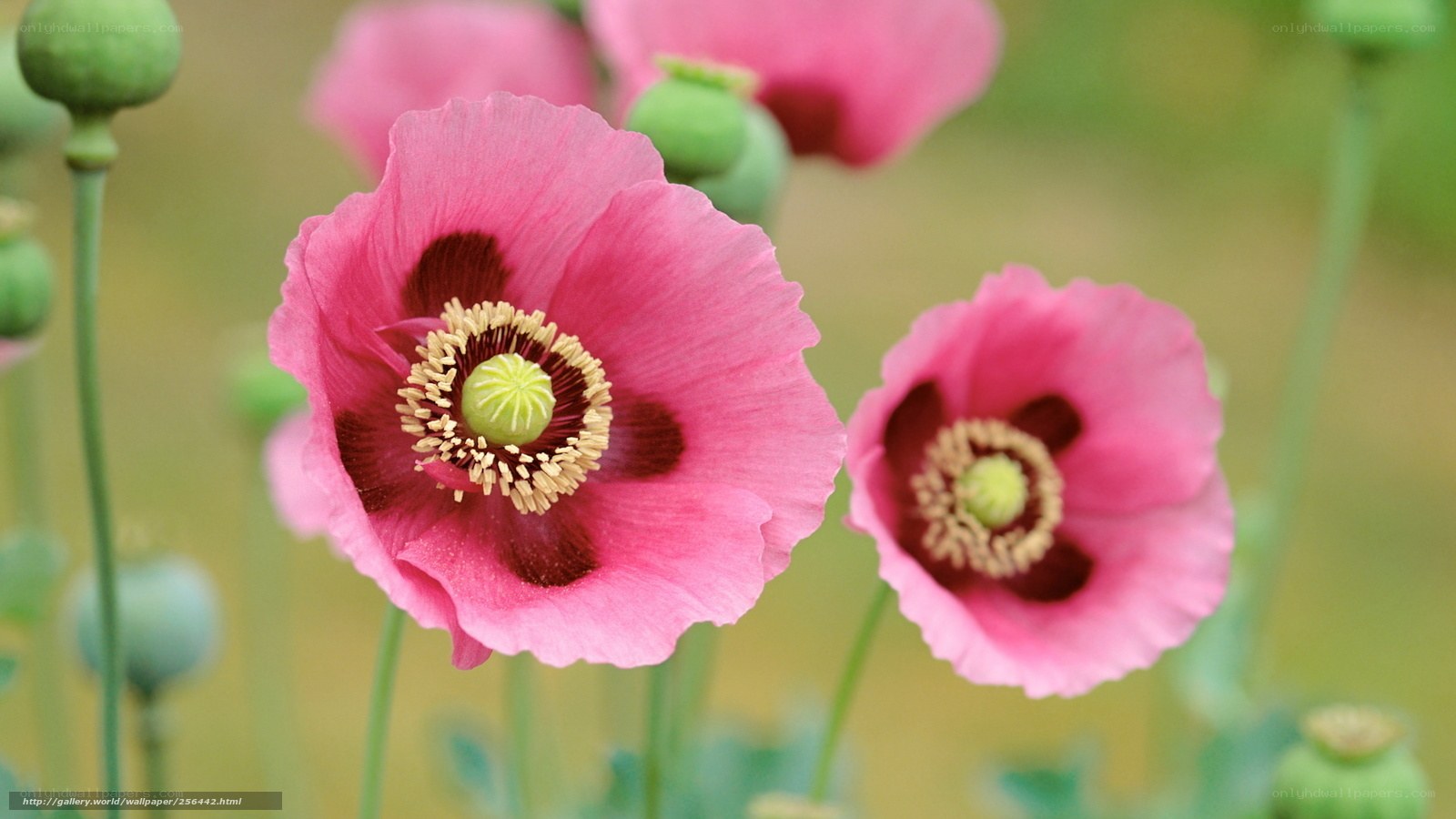 Pink poppy flowers in bloom