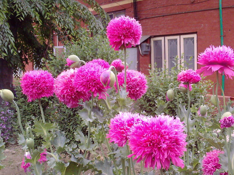 Pink poppy flowers in garden