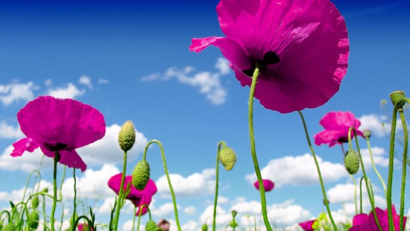 Pink Poppy Flowers — Magenta, Serene
