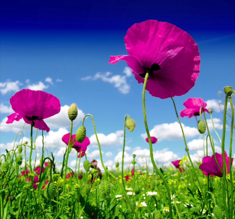 Pink Poppy Flowers — Magenta