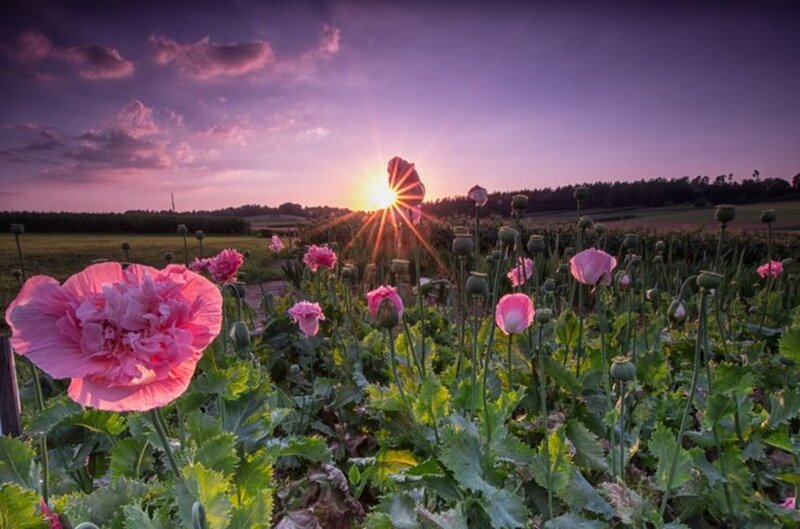 Pink Poppy Flowers — Purple, Serene