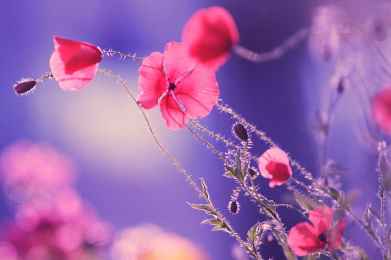 Pink Poppy Flowers — Purple