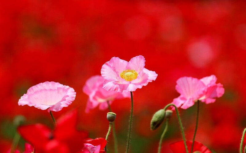 Pink Poppy Flowers — Red