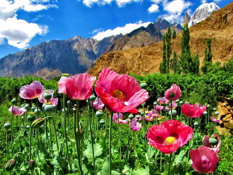 Pink Poppy Flowers — Serene, Afternoon, Photograph, Mountains