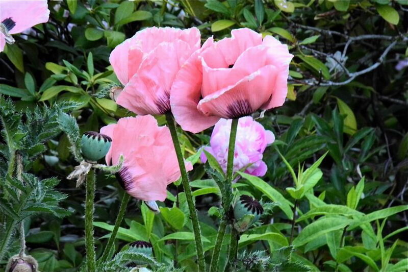 Pink Poppy Flowers — Serene, Afternoon, Photograph