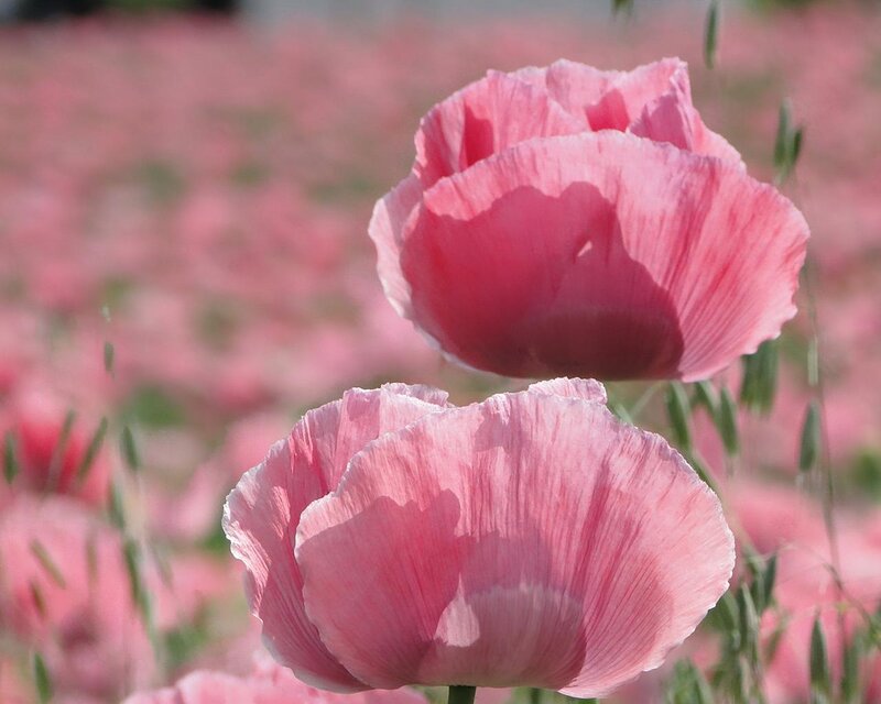 Pink Poppy Flowers — Serene, Afternoon