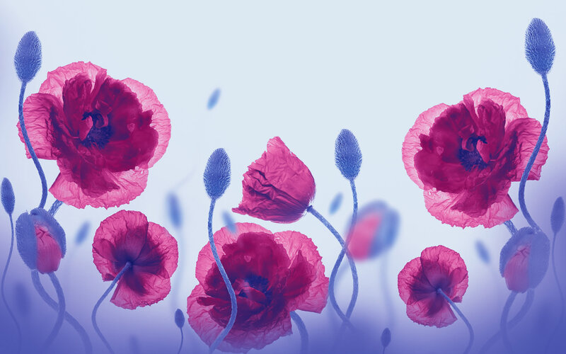 Pink Poppy Flowers — Serene, Digital Art