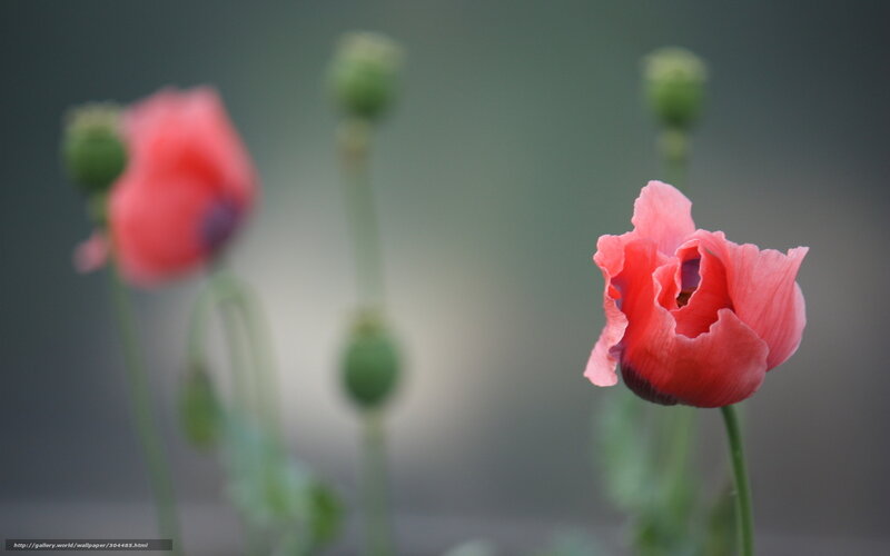 Pink Poppy Flowers — Serene, Photograph, Green Buds