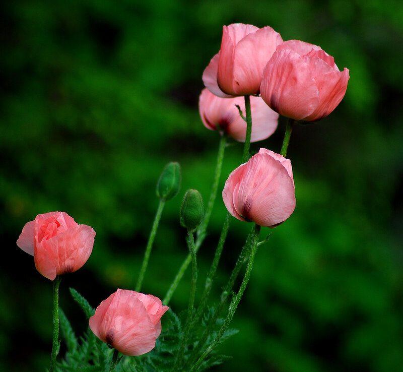 Pink Poppy Flowers — Serene, Photograph