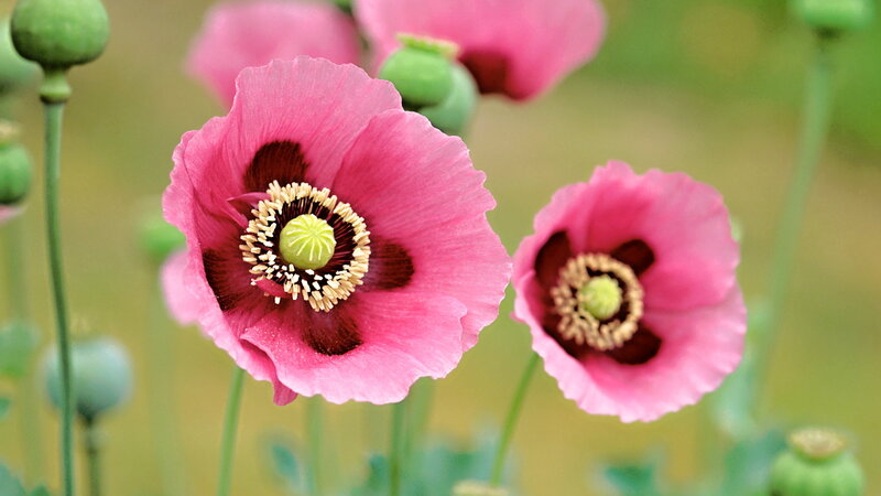 Pink Poppy Flowers — Serene, Spring, Photograph, Green Buds, Stamen, Petals