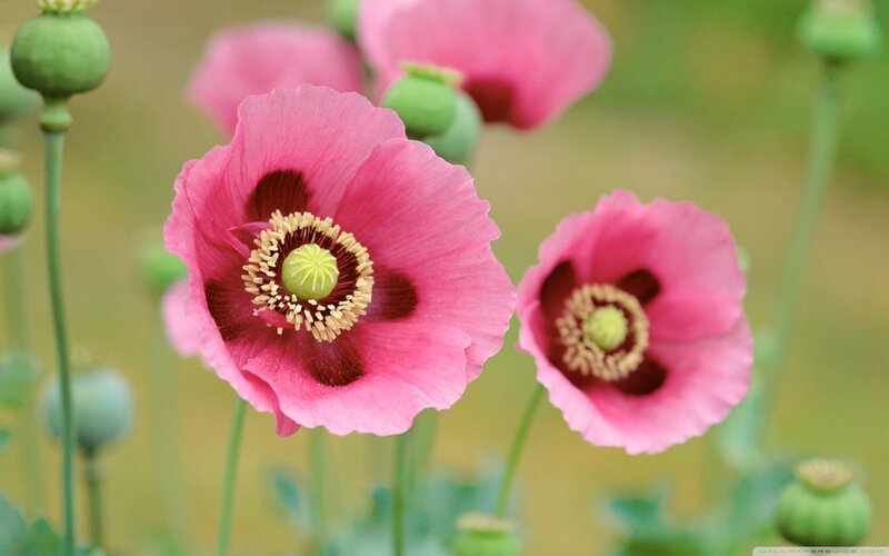Pink Poppy Flowers — Serene, Spring, Photograph, Green Buds, Stems