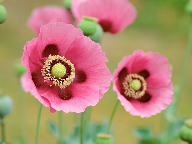 Pink Poppy Flowers — Serene, Spring, Photograph, Green Buds
