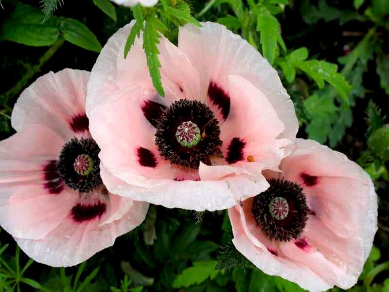 Pink Poppy Flowers — Serene, Spring, Photograph, Green Leaves