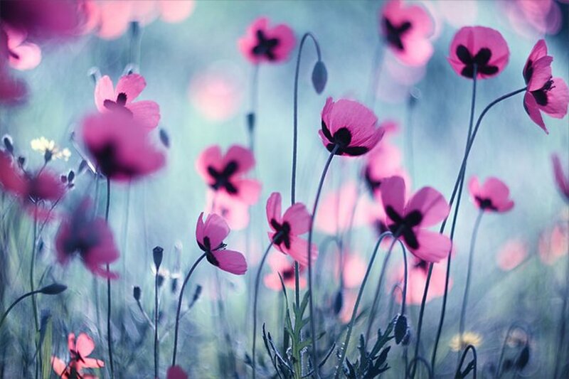 Pink Poppy Flowers — Serene, Spring, Photograph, Green Stems, Blossoms