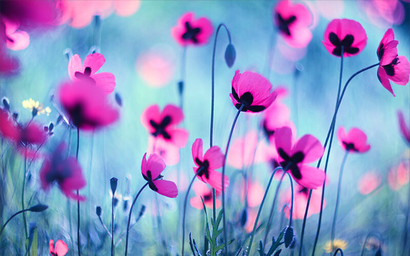 Pink Poppy Flowers — Serene, Spring, Photograph, Green Stems, Blurred Background