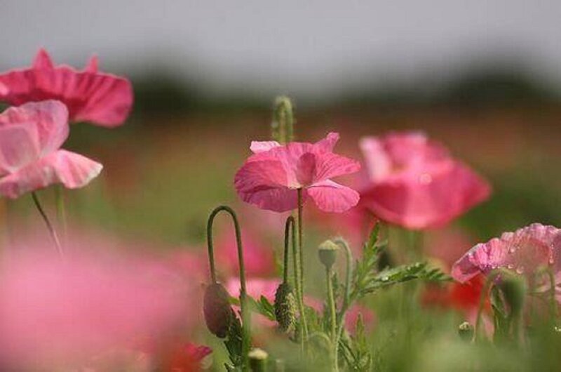 Pink Poppy Flowers — Serene, Spring, Photograph, Green Stems, Buds